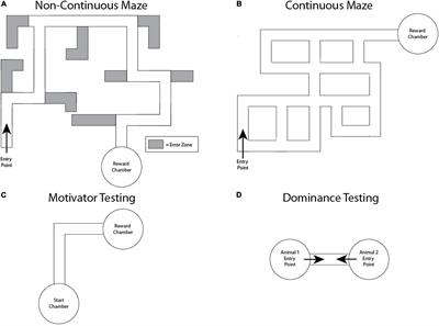 Frontiers Spatial Learning And Memory In The Naked Mole Rat